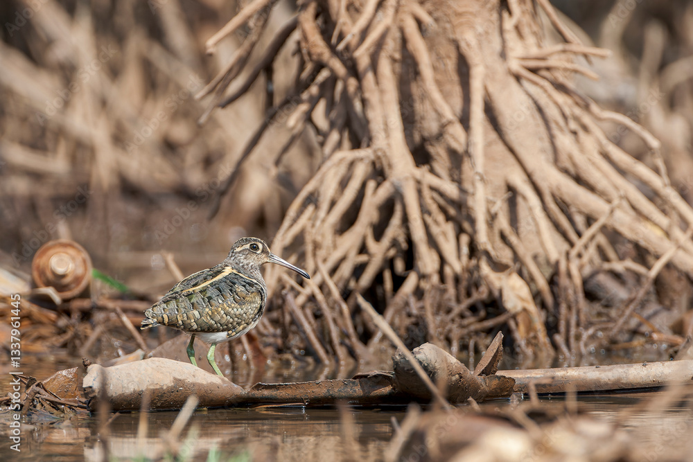 Greater Painted-Snipe, Rostratula benghalensis