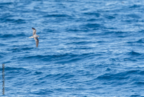 Obraz na płótnie Soft-plumaged Petrel, Pterodroma mollis w salonie