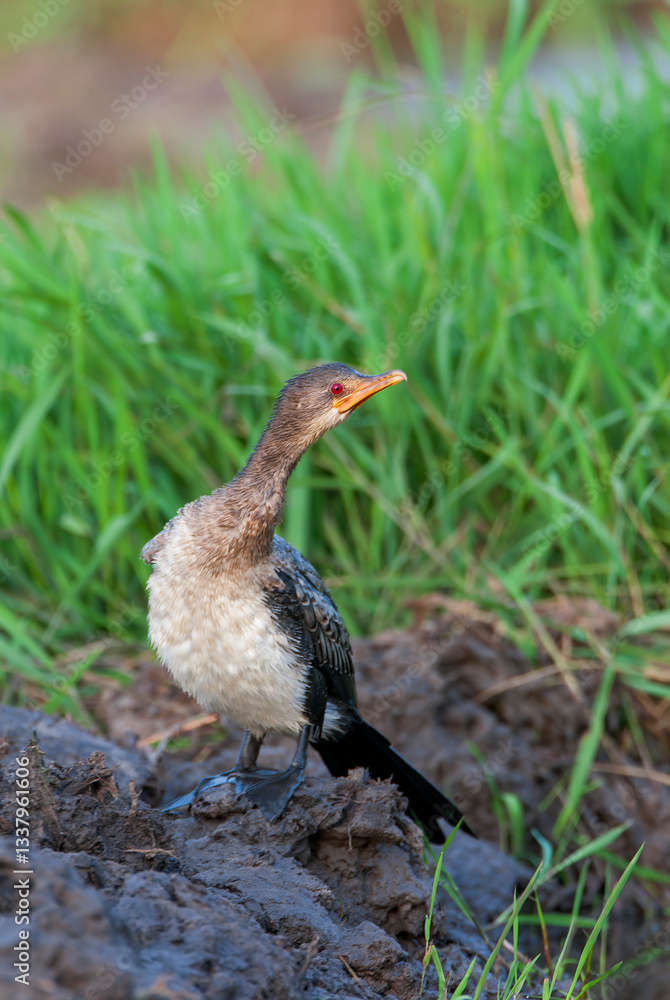 Reed cormorant, Microcarbo africanus