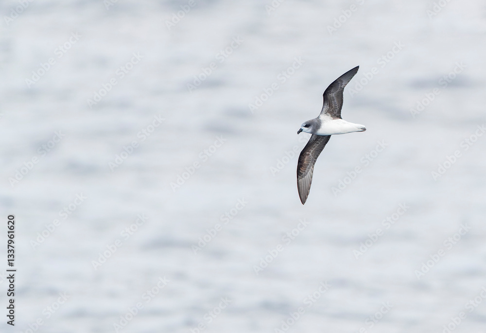 Soft-plumaged Petrel, Pterodroma mollis