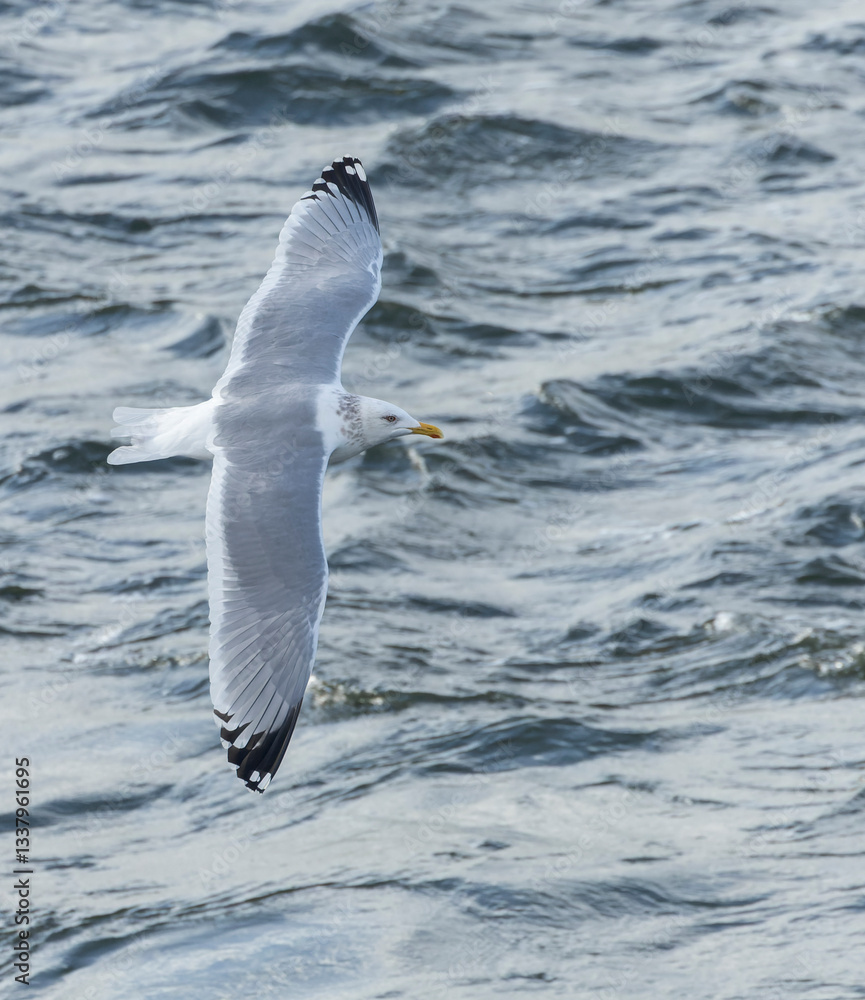 Vega Gull, Larus vegae