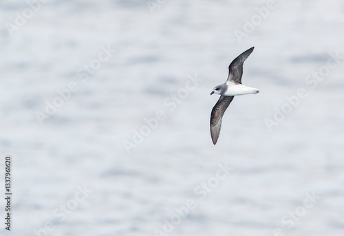 Obraz na płótnie Soft-plumaged Petrel, Pterodroma mollis w salonie