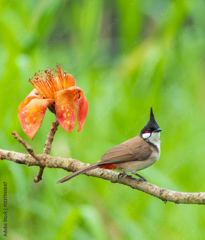 Red-whiskered Bulbul, Pycnonotus jocosus