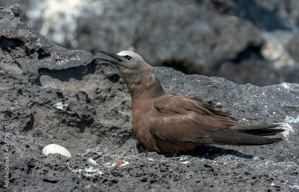 Common Brown Noddy, Anous (stolidus) stolidus