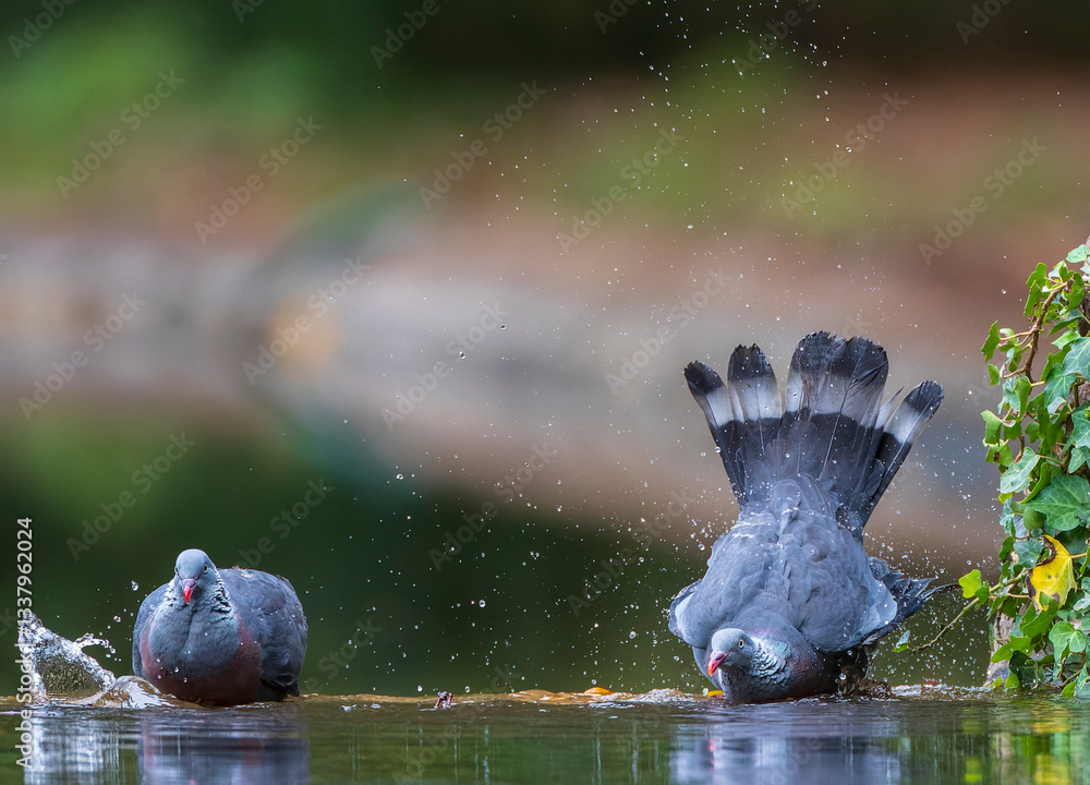 Trocaz Pigeon, Columba trocaz