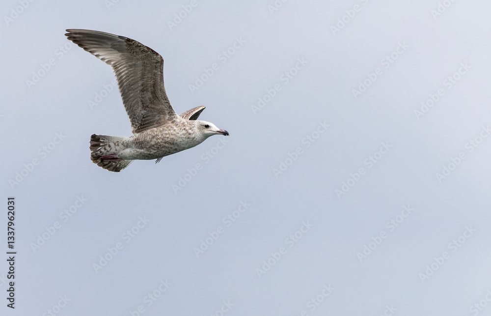 Vega Gull, Larus vegae