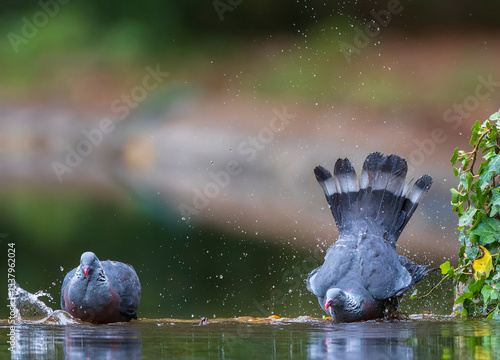 Obraz na płótnie Trocaz Pigeon, Columba trocaz w salonie