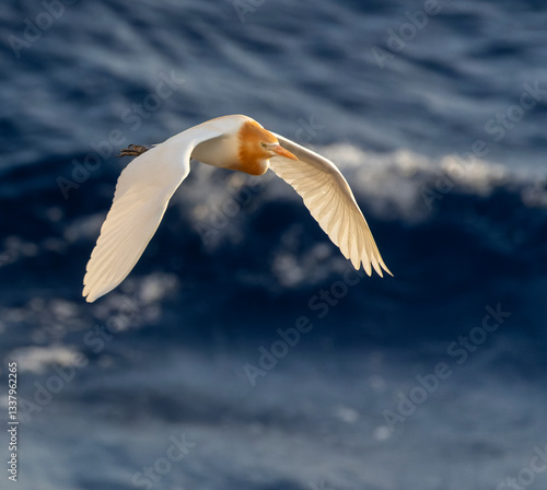 Obraz na płótnie Eastern Cattle Egret, Bubulcus coromandus w salonie