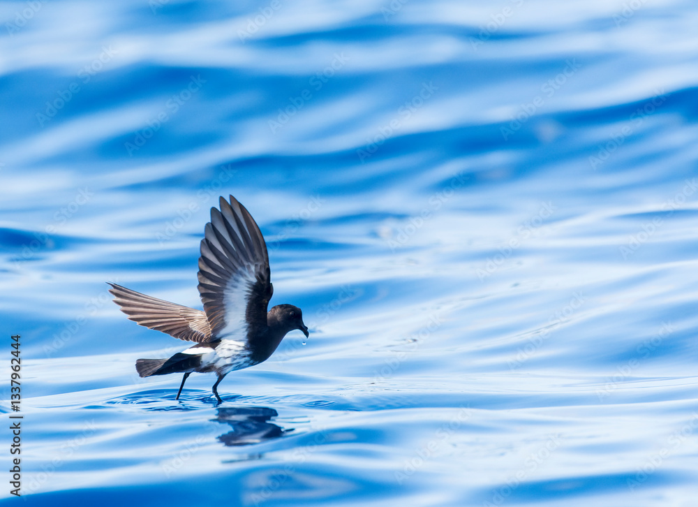 New Zealand Storm Petrel, Fregetta maoriana