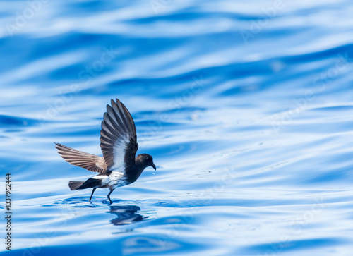 Obraz na płótnie New Zealand Storm Petrel, Fregetta maoriana w salonie