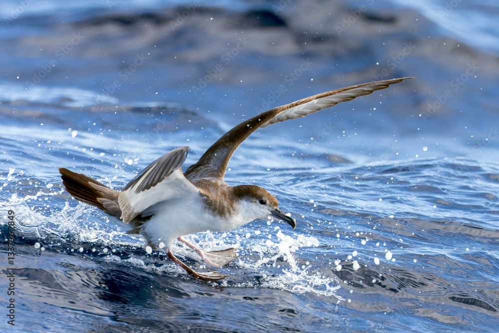Buller's Shearwater, Ardenna bulleri, landing