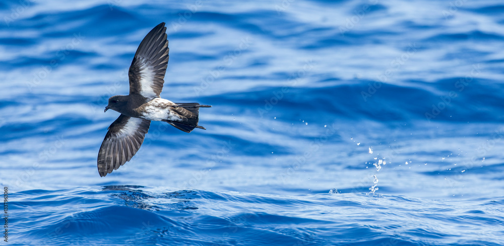 New Zealand Storm Petrel, Fregetta maoriana