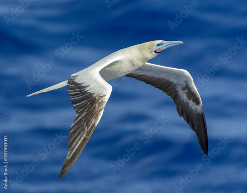 Obraz na płótnie Red-footed booby, Sula sula rubripes w salonie