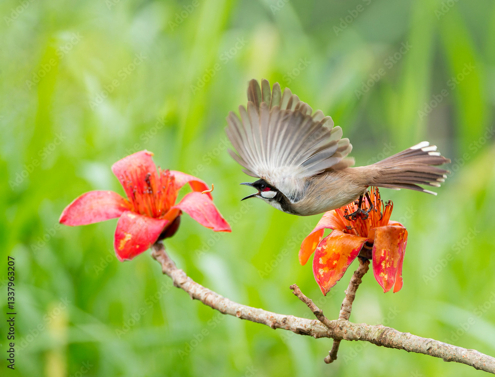 Red-whiskered Bulbul, Pycnonotus jocosus