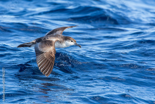 Obraz na płótnie Buller's Shearwater, Ardenna bulleri w salonie