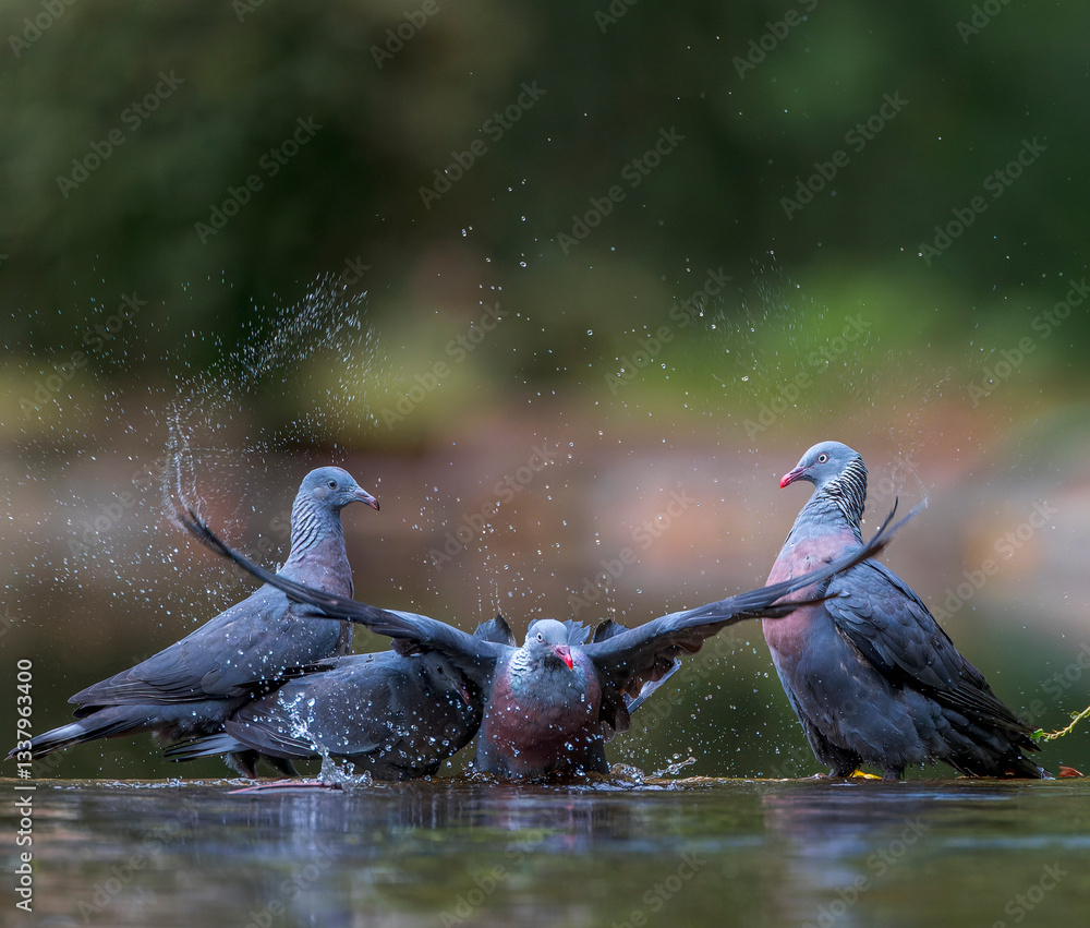 Trocaz Pigeon, Columba trocaz