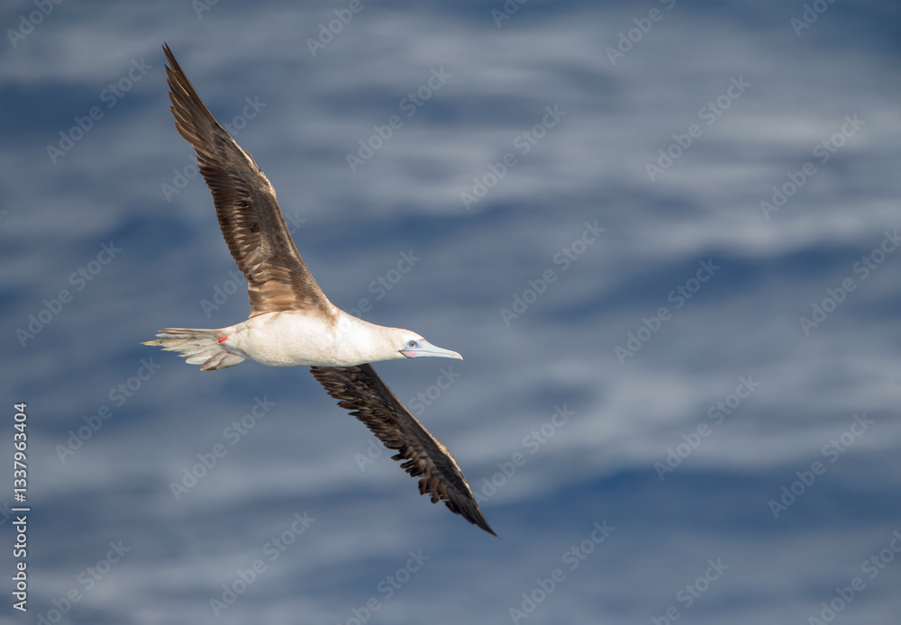 Red-footed booby, Sula sula rubripes