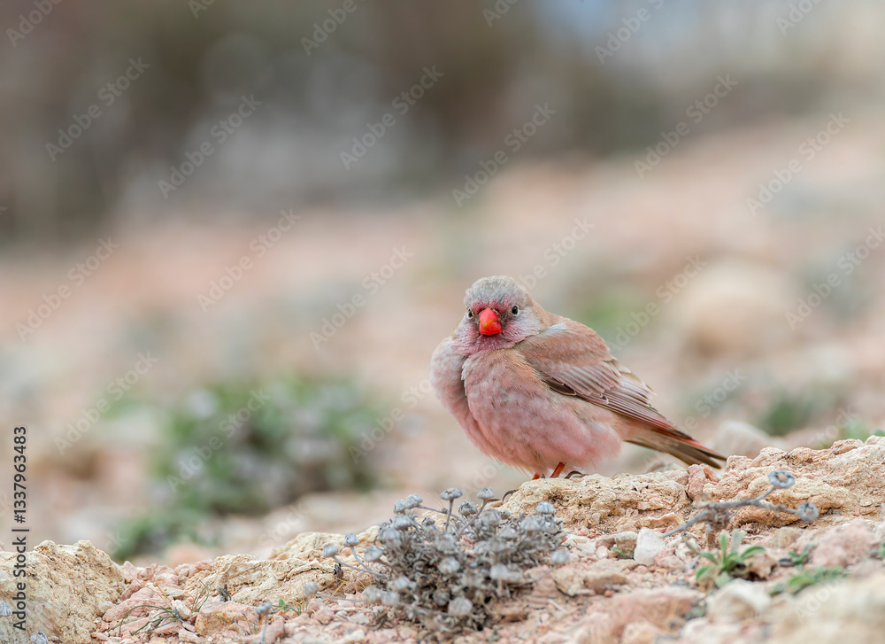 Trumpeter Finch, Bucanetes githagineus