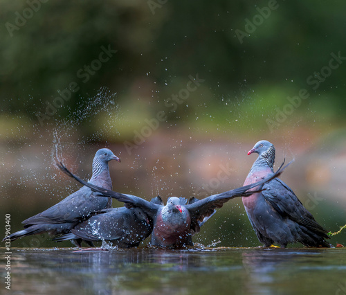 Obraz na płótnie Trocaz Pigeon, Columba trocaz w salonie