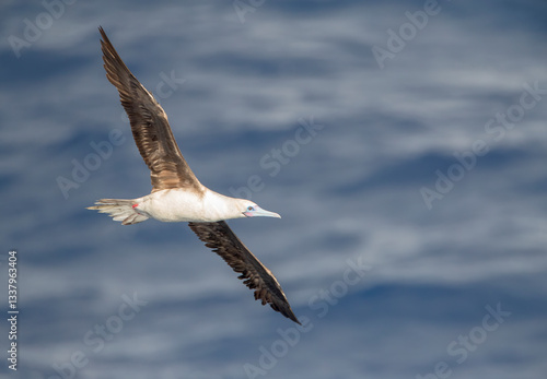 Obraz na płótnie Red-footed booby, Sula sula rubripes w salonie