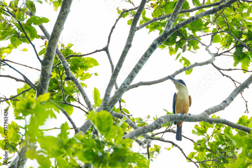 Obraz na płótnie Melanesian Kingfisher, Todiramphus tristrami alberti w salonie