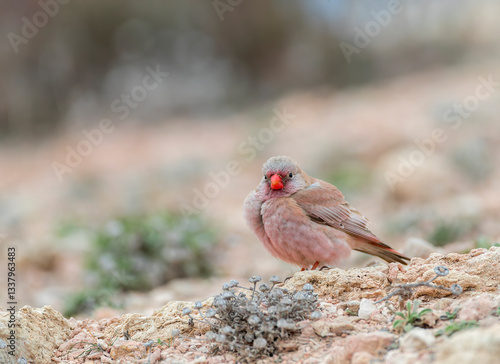 Obraz na płótnie Trumpeter Finch, Bucanetes githagineus w salonie