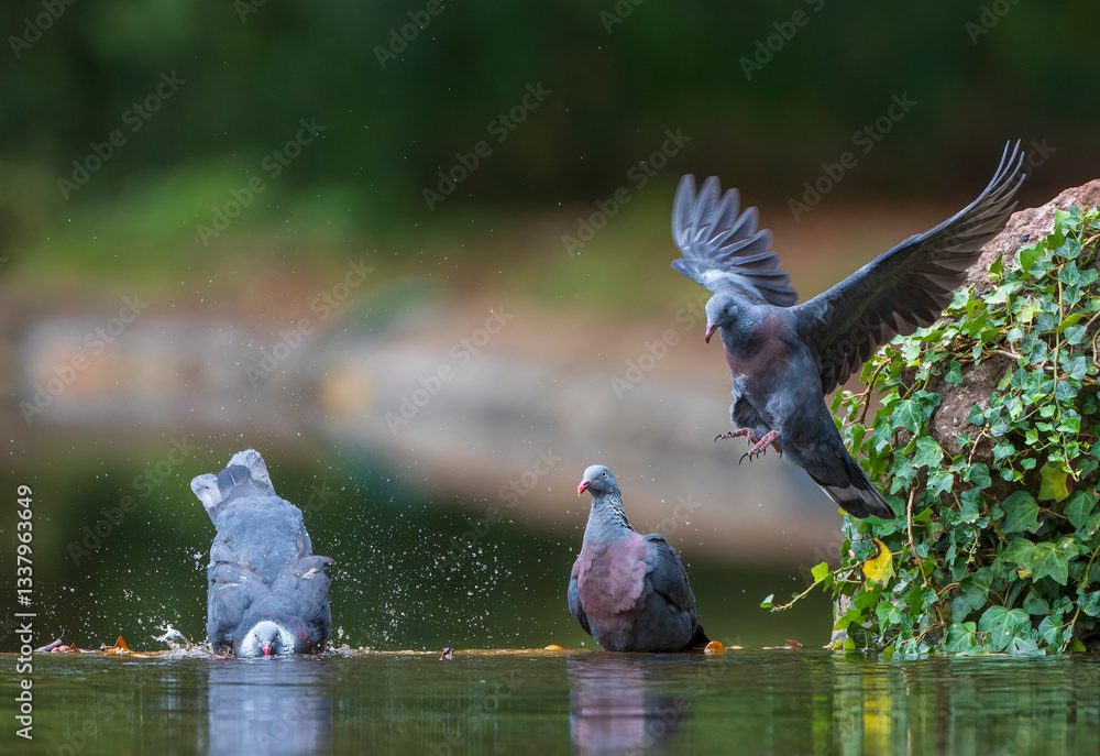 Trocaz Pigeon, Columba trocaz
