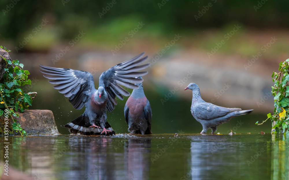 Trocaz Pigeon, Columba trocaz