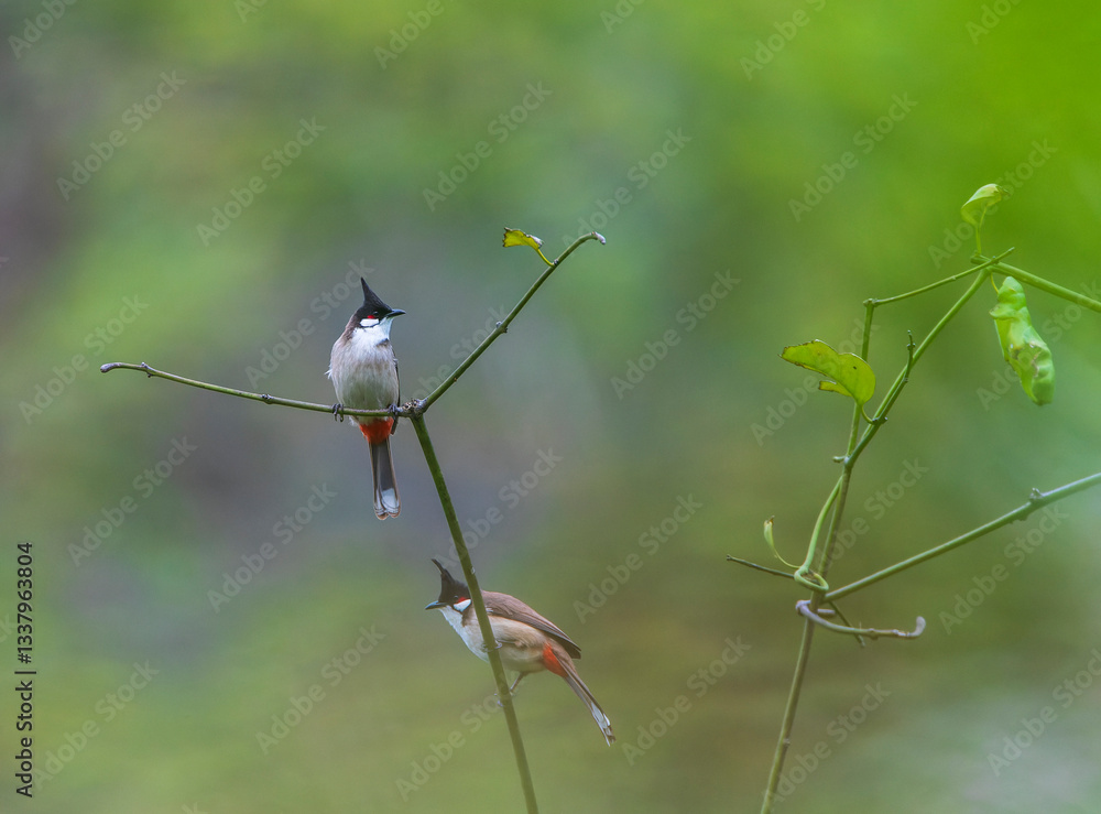 Red-whiskered Bulbul, Pycnonotus jocosus