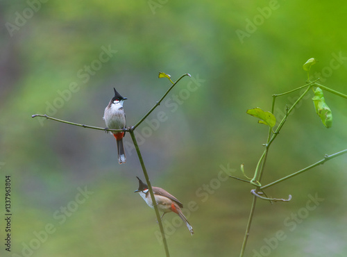 Obraz na płótnie Red-whiskered Bulbul, Pycnonotus jocosus w salonie