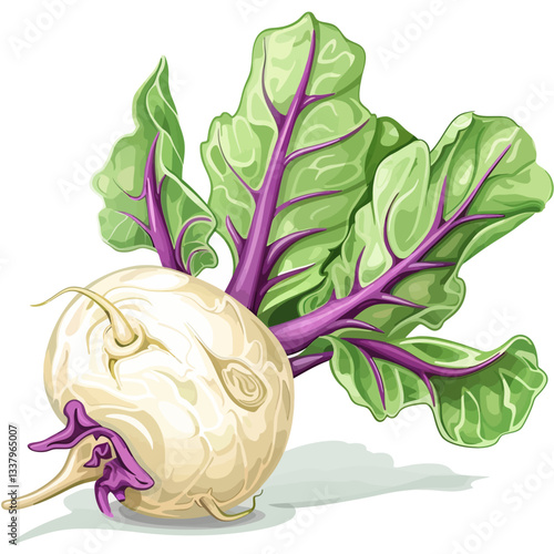 Kohlrabi isolated 