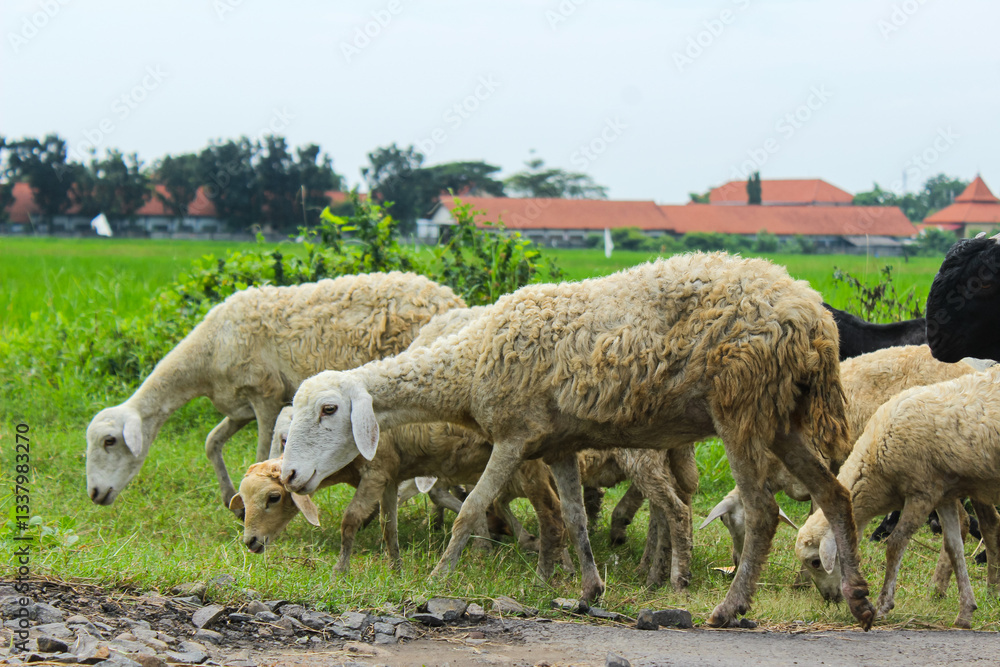 Flock of sheep walking on green grass. Sacrificial animals for Eid al-Adha Flock of sheep walking on green grass. Sacrificial animals for Eid al-Adha