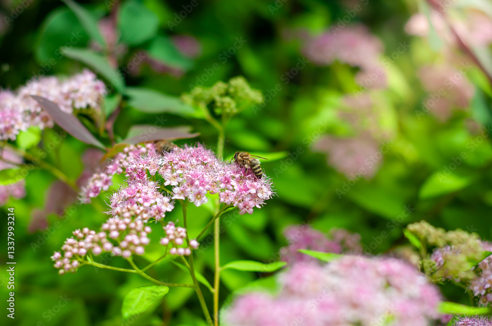 A honeybee pollinates spirea flowers, detailed petals and fresh foliage captured in soft focus. A honeybee pollinates spirea flowers, detailed petals and fresh foliage captured in soft focus.