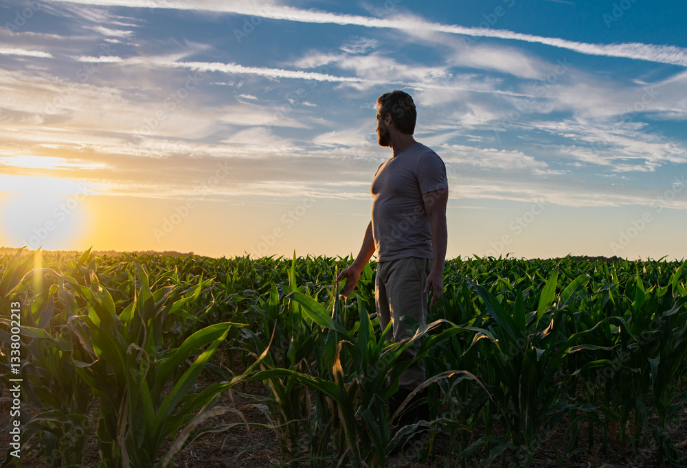 A harvest scene with farmer. A farmer standing in a cornfield. Man farmer harvesting corn on a farm. A farmer during harvest season. Traditional farming in countryside. A man on corn field on a farm. A harvest scene with farmer. A farmer standing in a cornfield. Man farmer harvesting corn on a farm. A farmer during harvest season. Traditional farming in countryside. A man on corn field on a farm.