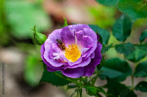 Honeybee on a Purple Rose: A captivating close-up showcasing a bee collecting pollen from a vibrant purple rose in a serene garden setting.