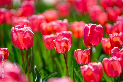 Red beautiful tulips field in spring time. Close up tulip flowers background. Colorful tulip flowering in the garden at sunny summer or spring day. Selective soft focus.
