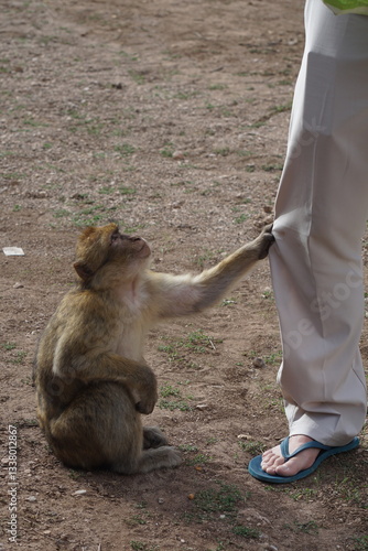 monkey pulling trouser leg