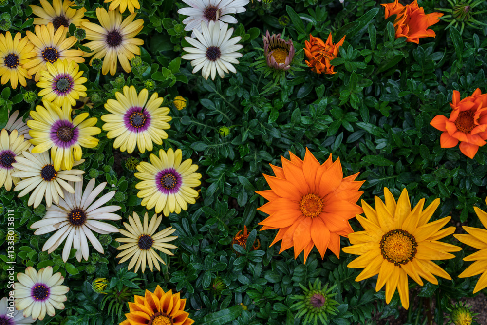 Close-up of a field of colorful Cape Marguerite and Gazania rigens flowers Close-up of a field of colorful Cape Marguerite and Gazania rigens flowers