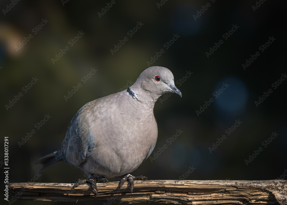 Fototapeta premium pigeon on the ground
