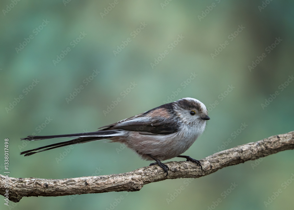 Naklejka premium Long-tailed tit