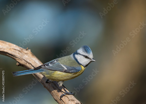 blue tit on branch