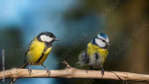 blue tit on a branch
great tit parus major