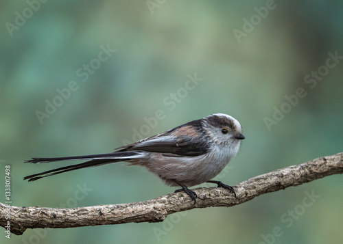 Long-tailed tit
