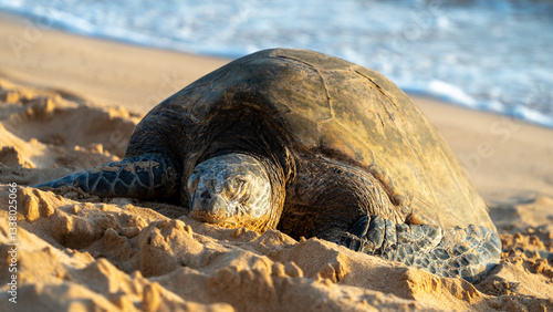 Fotografie The sea turtles on shore at Poipu Beach on Kauai, Hawaii