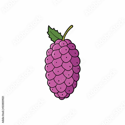 vector illustration of mulberry