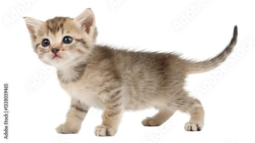 Wallpaper Mural Kitten. Generative Ai. Torontodigital.ca