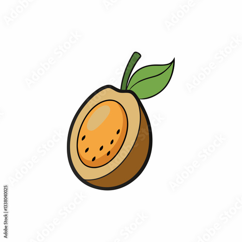 vector illustration of a sapodilla fruit