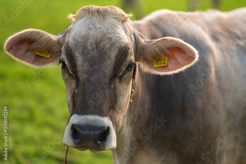 Wallpaper Mural Cow at meadow. Cattle in green field. Cow in grassy pasture. Cow close up portrait in the countryside. Cows graze on summer meadow. Rural landscapes with cows. Cows in a pasture. Cows face closeup. Torontodigital.ca