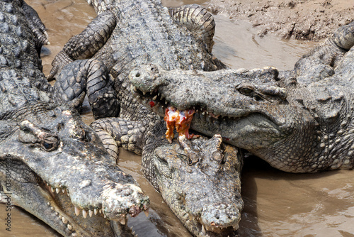 фотографія Crocodiles crawl in the muddy bank
