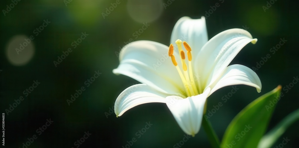 Pure white Madonna lily, delicate stamens, soft focus , stamen, blossom Pure white Madonna lily, delicate stamens, soft focus , stamen, blossom